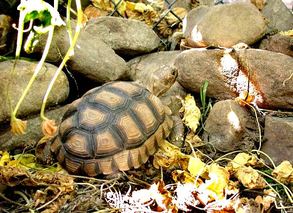 阿根廷象龟 chaco (argentine) tortoise