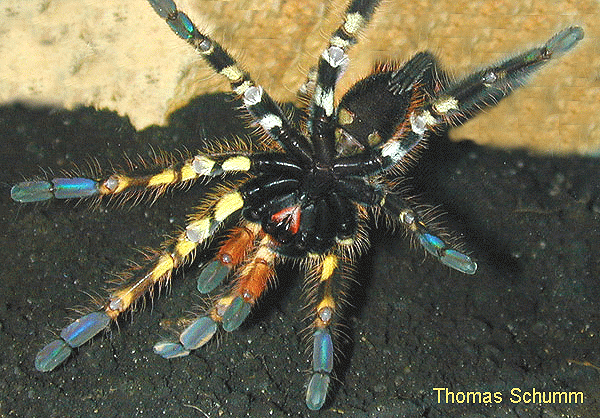华丽雨林 ornate ornamental (fringed ornamental)tree tarantula