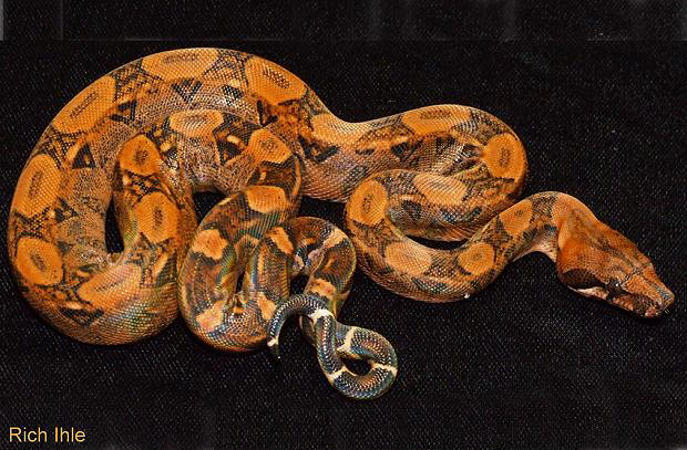 红尾蟒 red-tail boa